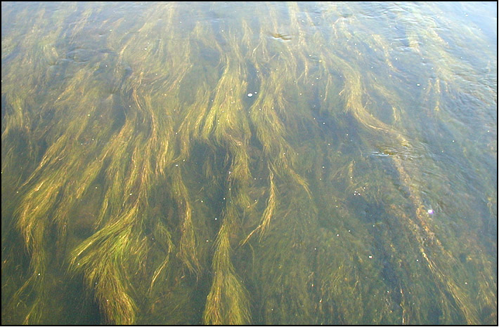 Benthic algae 