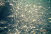 many fish in refugia area